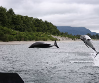 Delfin-austral-c-Francisco-Viddi
