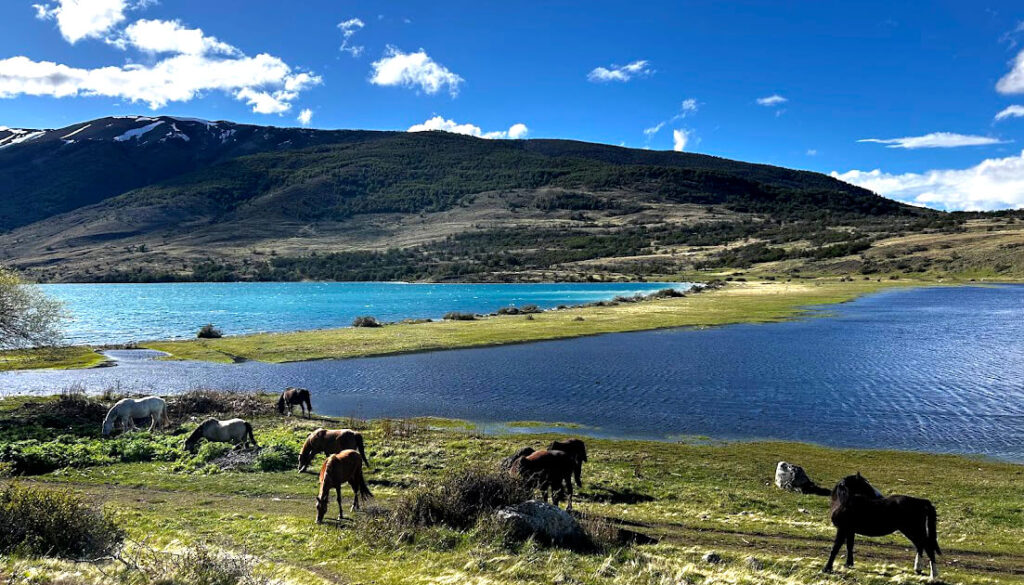 Caballos-patagones