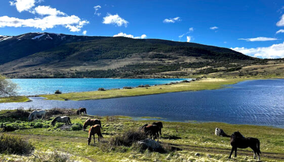 Caballos-patagones