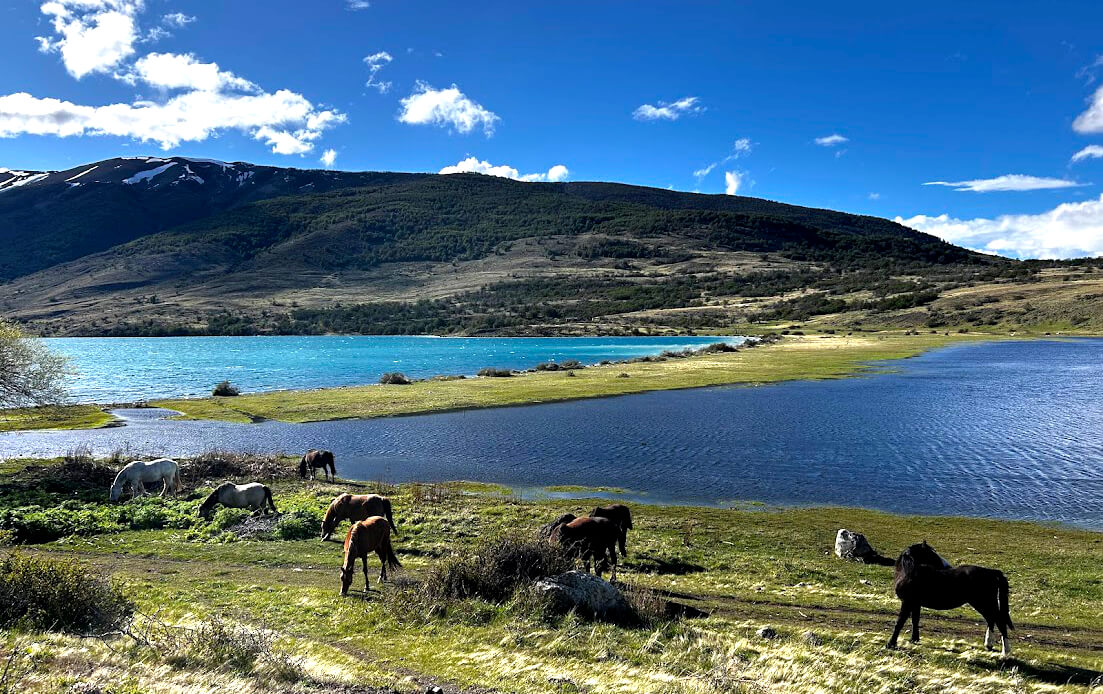 Caballos-patagones